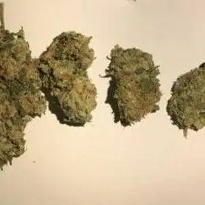 Buy Critical-kush Online Victoria | Marijuana Online Au