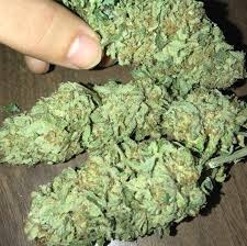 Buy Weed Online in Melbourne Buy Cannabis Online Melbourne. it is a real powerhouse when it comes to potency and is exceptionally resilient to all climates.
